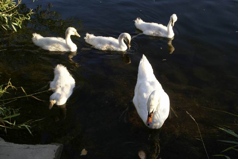 Schwaene auf der Sauer Bild Nr.013